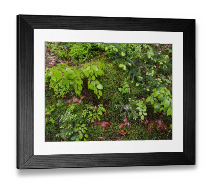 Framed Print : Forest floor. Primeval forest in the Bavarian Forest National Park near Sankt Oswald. Germany, Bavaria Framed Print : Forest floor. Primeval forest in the Bavarian Forest National Park near Sankt Oswald. Germany, Bavaria
