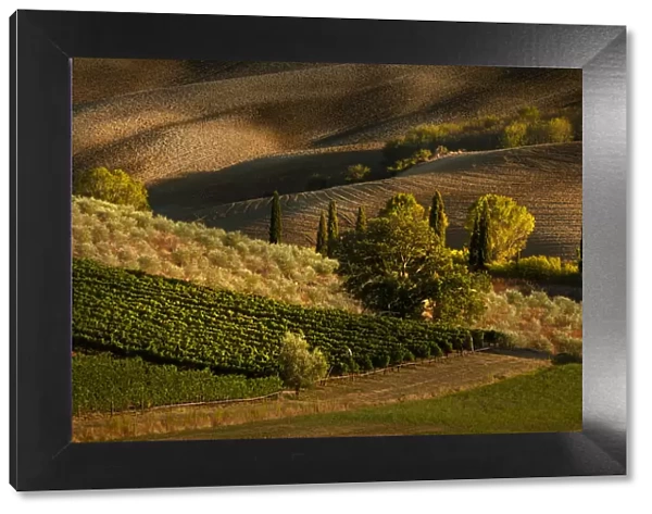 Afternoon light on vineyard and olive trees, Tuscany region of Italy
