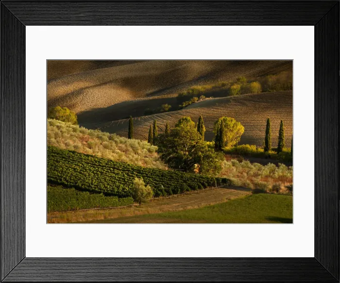 Framed Print : Afternoon light on vineyard and olive trees, Tuscany region of Italy