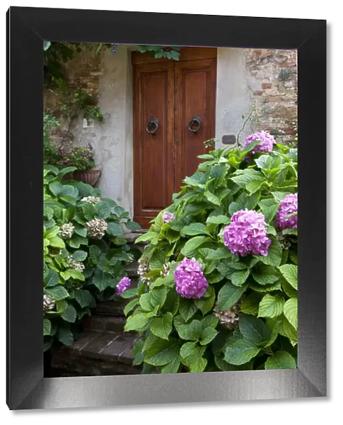 Italy, Tuscany, Pienza. Hydrangeas at the entrance of a home in the streets of Pienza