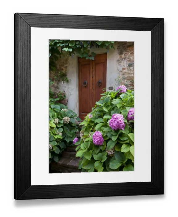 Framed Print : Italy, Tuscany, Pienza. Hydrangeas at the entrance of a home in the streets of Pienza Framed Print : Italy, Tuscany, Pienza. Hydrangeas at the entrance of a home in the streets of Pienza