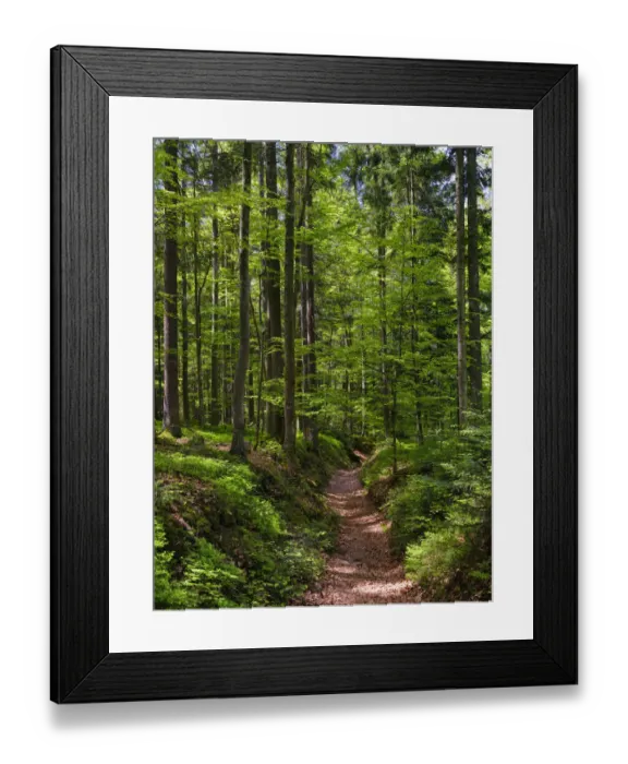 Framed Print : Hiking trail in primeval forest in the National Park Bavarian Forest near Sankt Oswald. Europe, Central Europe, Germany, Bavaria