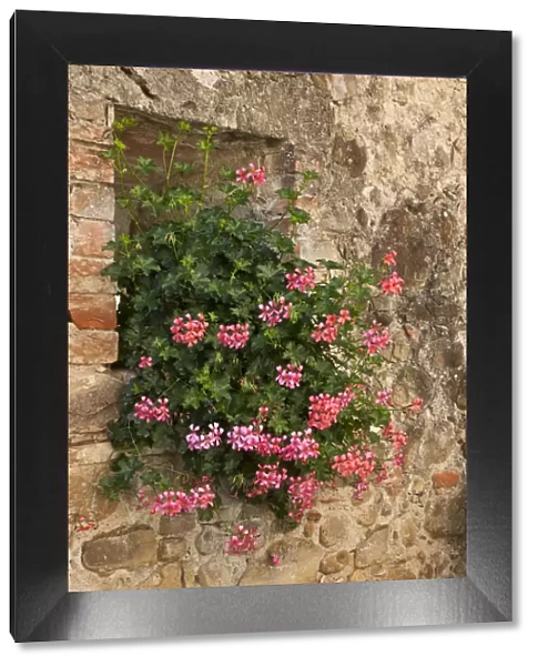 Italy, Tuscany. Pink ivy geraniums blooming in a window in Tuscany