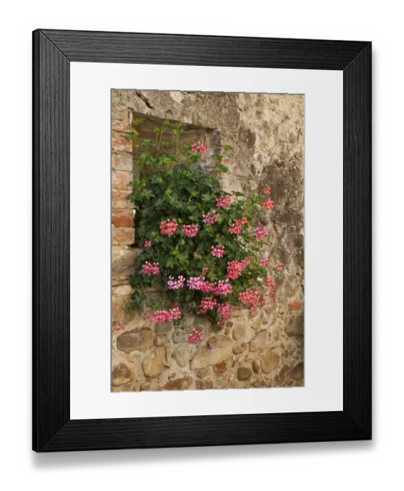 Framed Print : Italy, Tuscany. Pink ivy geraniums blooming in a window in Tuscany Framed Print : Italy, Tuscany. Pink ivy geraniums blooming in a window in Tuscany