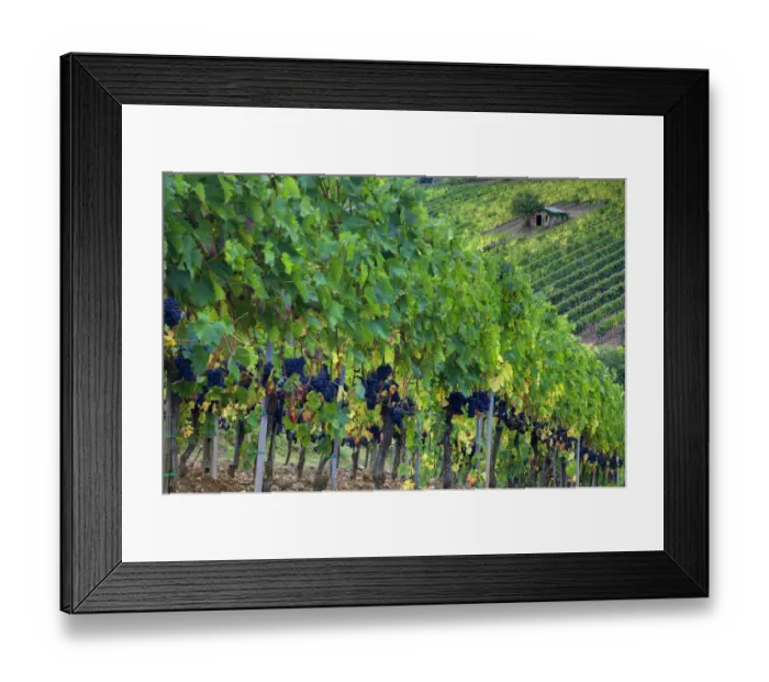 Framed Print : Italy, Tuscany. Vineyard with grapes on the vine and small shed in the field