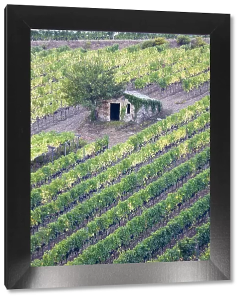 Italy, Tuscany. Vineyard with grapes on the vine and small shed in the field