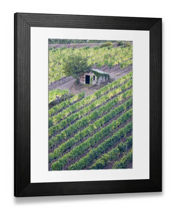 Framed Print : Italy, Tuscany. Vineyard with grapes on the vine and small shed in the field Framed Print : Italy, Tuscany. Vineyard with grapes on the vine and small shed in the field