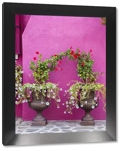 Italy, Venice, Burano Island. Urns planted with flowers against a bright pink wall on Burano Island