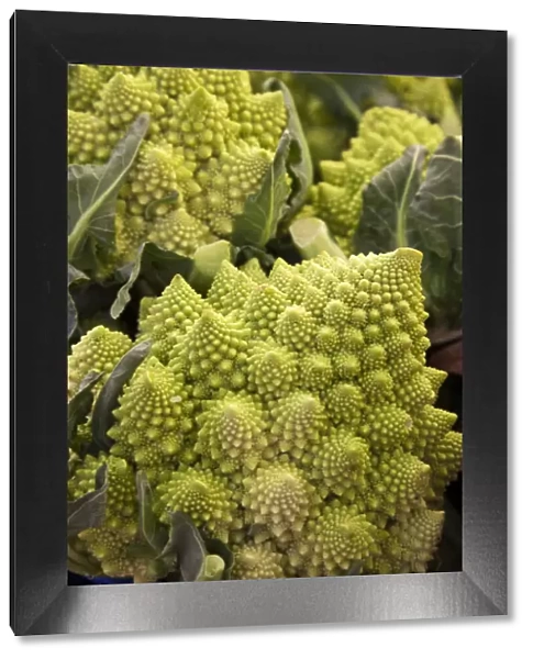 Italy, Venice. Green Romanesco cauliflower on display and for sale in the Rialto Market