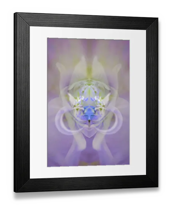 Framed Print : Star of Bethlehem and Iris in background