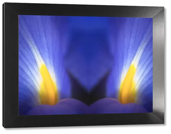 Reflected view of Iris petals close-up