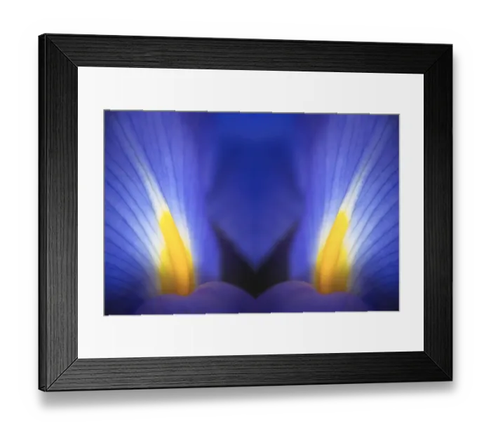 Framed Print : Reflected view of Iris petals close-up