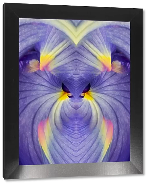 Abstract Iris flowers