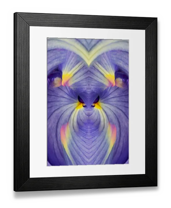 Framed Print : Abstract Iris flowers