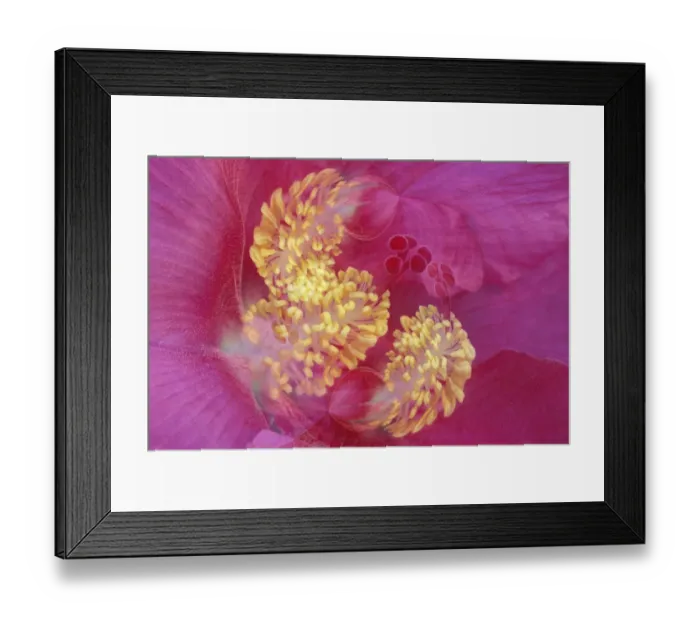 Framed Print : Hibiscus Flower