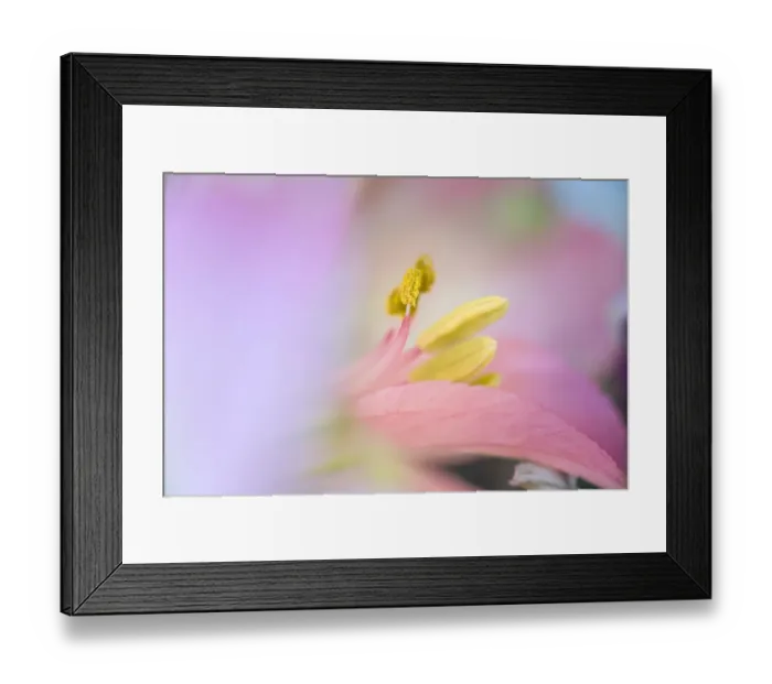 Framed Print : Pink lily flower Framed Print : Pink lily flower