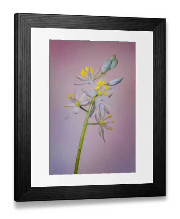 Framed Print : Wild hyacinth or Atlantic camas Framed Print : Wild hyacinth or Atlantic camas