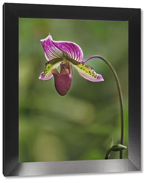 Lady slipper Orchid