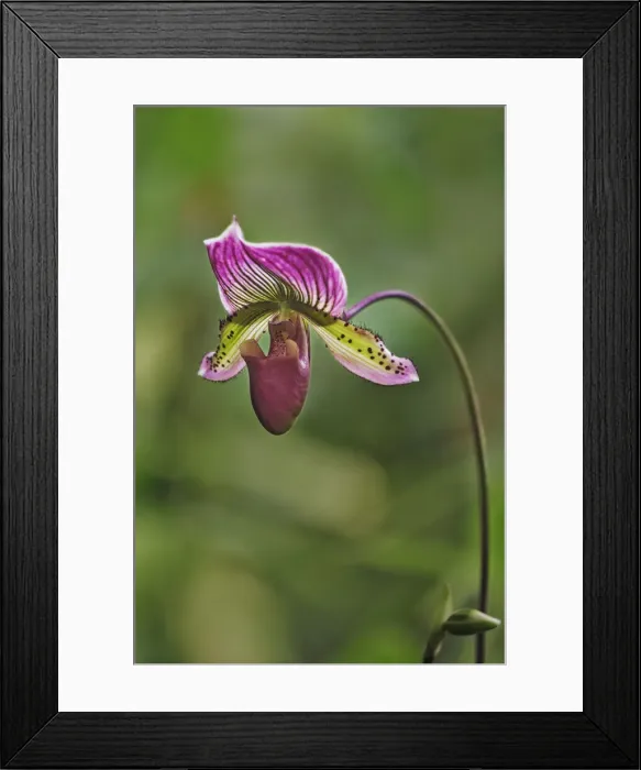 Framed Print : Lady slipper Orchid Framed Print : Lady slipper Orchid