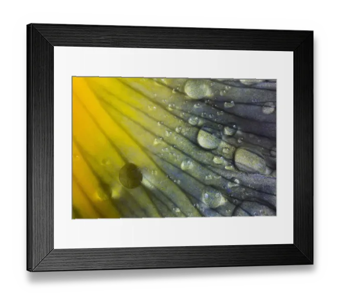 Framed Print : Iris petal with raindrops Framed Print : Iris petal with raindrops