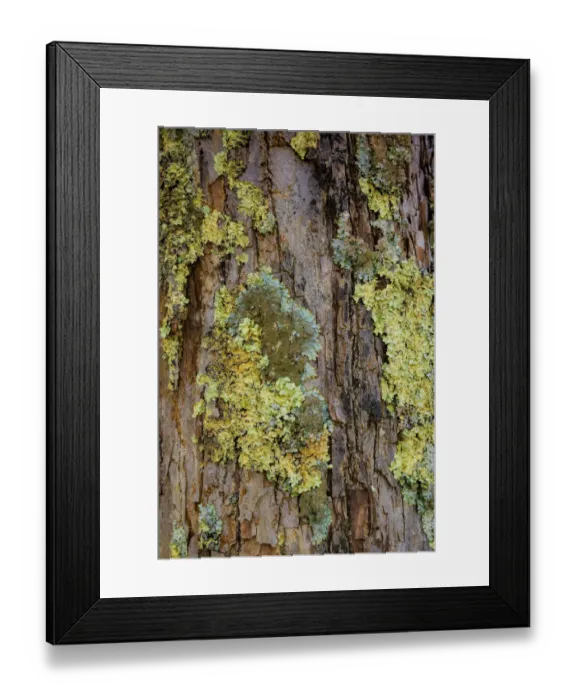 Framed Print : Mossy bark, Shenandoah, Blue Ridge Parkway, Smoky Mountains, USA Framed Print : Mossy bark, Shenandoah, Blue Ridge Parkway, Smoky Mountains, USA
