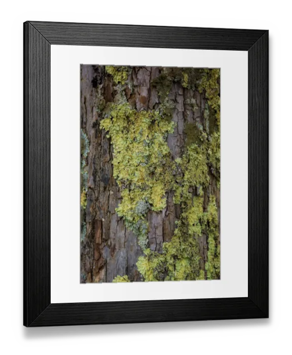 Framed Print : Mossy bark, Shenandoah, Blue Ridge Parkway, Smoky Mountains, USA Framed Print : Mossy bark, Shenandoah, Blue Ridge Parkway, Smoky Mountains, USA