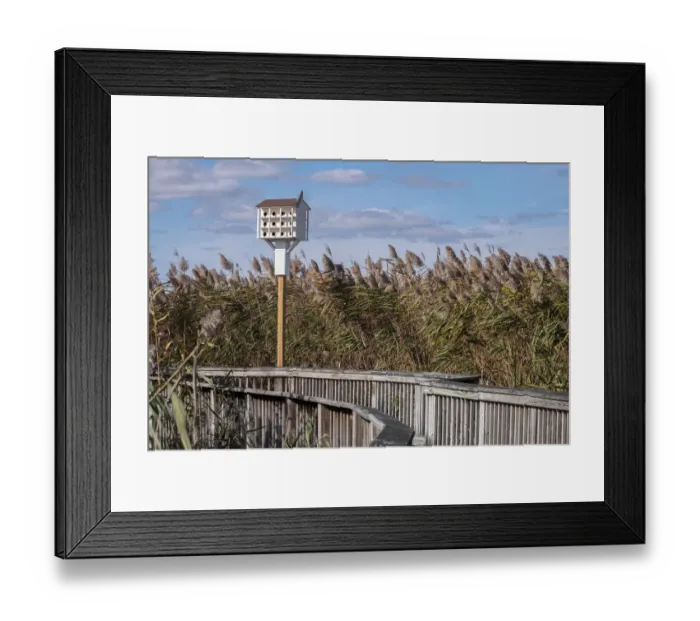 Framed Print : Reedgrass along wooden boardwalk Framed Print : Reedgrass along wooden boardwalk