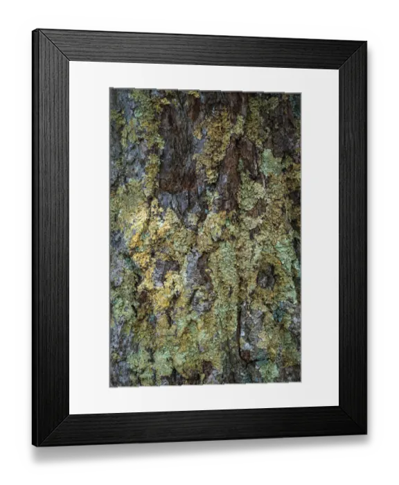 Framed Print : Bark with moss, Shenandoah, Blue Ridge Parkway, Smoky Mountains, USA Framed Print : Bark with moss, Shenandoah, Blue Ridge Parkway, Smoky Mountains, USA