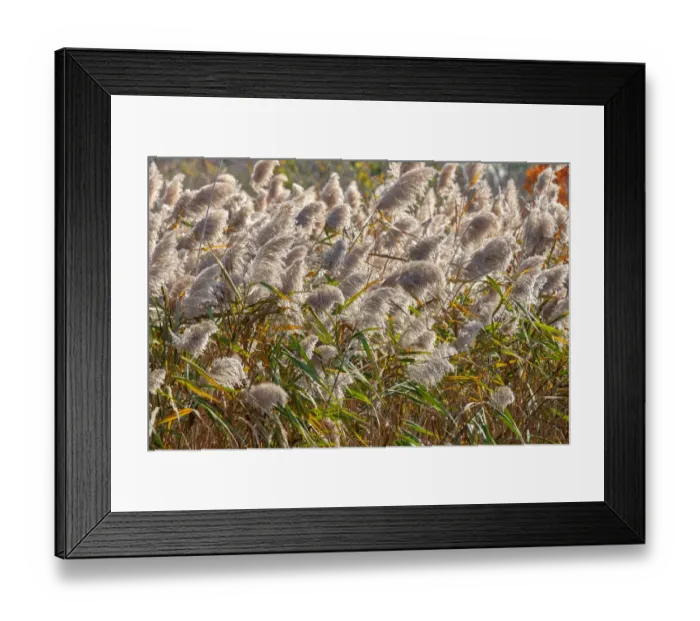 Framed Print : Reedgrass blowing in the wind Framed Print : Reedgrass blowing in the wind