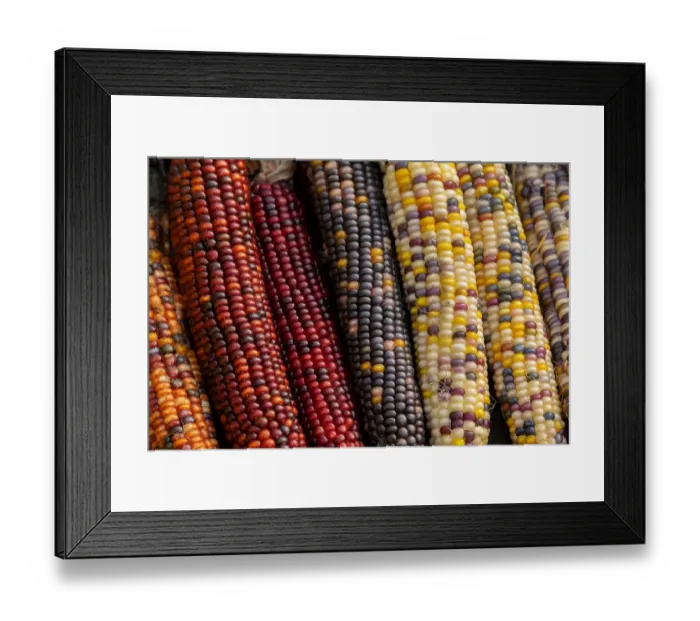 Framed Print : Indian corn Framed Print : Indian corn