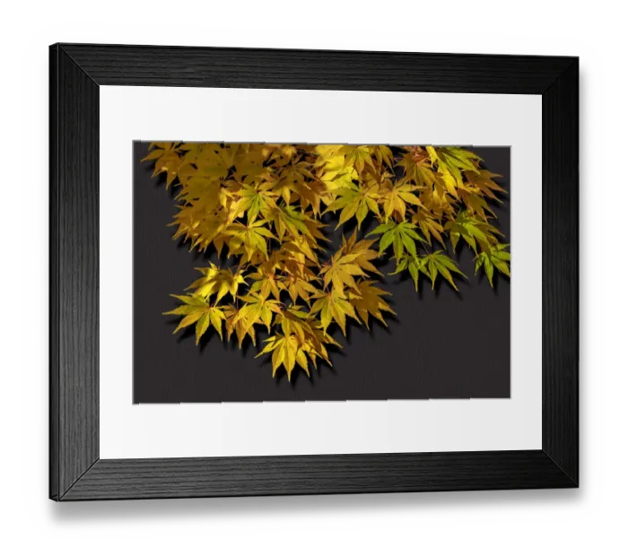 Framed Print : Japanese maple leaf in autumn, New England Framed Print : Japanese maple leaf in autumn, New England