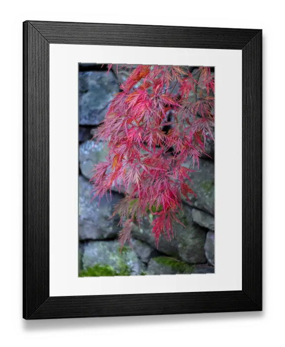 Framed Print : Japanese maple tree detail, New England Framed Print : Japanese maple tree detail, New England