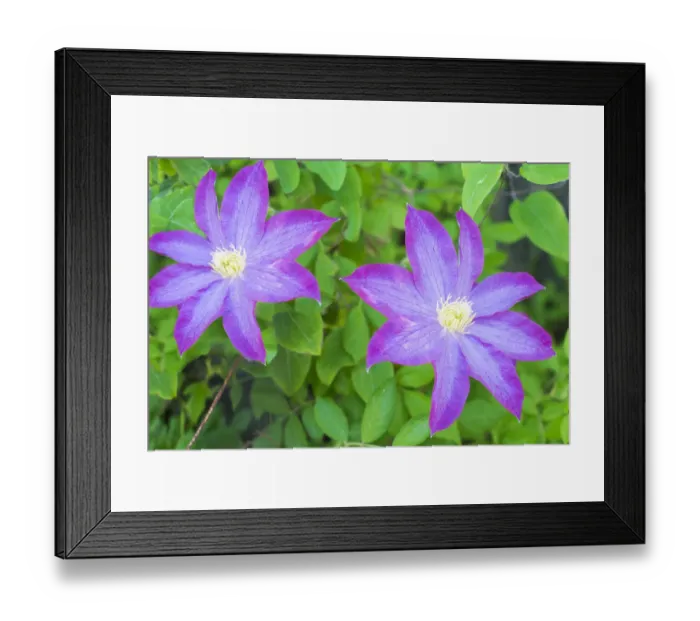 Framed Print : Purple clematis flowers Framed Print : Purple clematis flowers