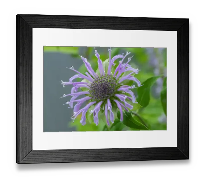 Framed Print : Purple beebalm Framed Print : Purple beebalm