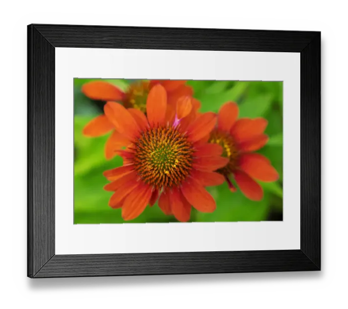 Framed Print : Coneflower, Echinacea purpurea Framed Print : Coneflower, Echinacea purpurea