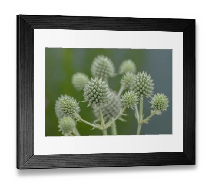 Framed Print : Rattlesnake master, button snake-root Framed Print : Rattlesnake master, button snake-root
