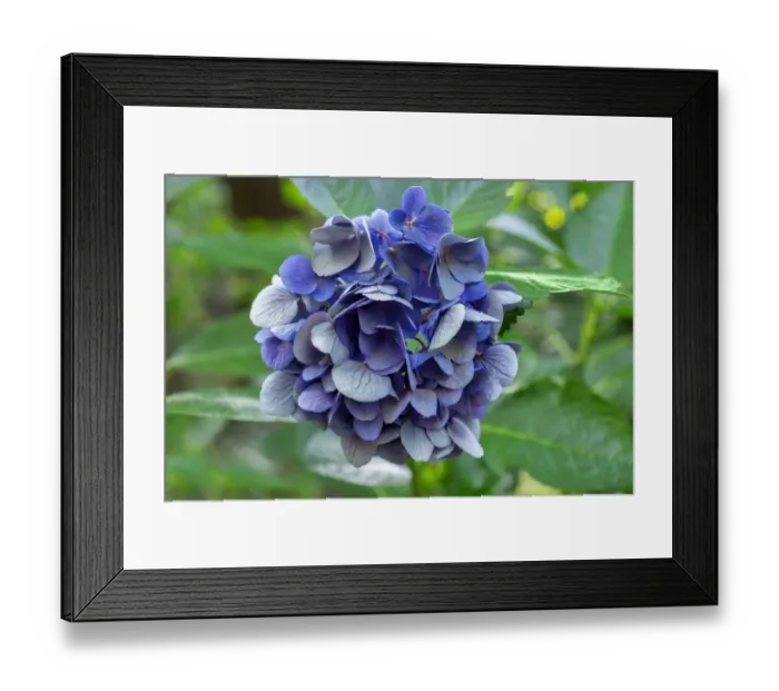 Framed Print : Blue bigleaf hydrangea Framed Print : Blue bigleaf hydrangea