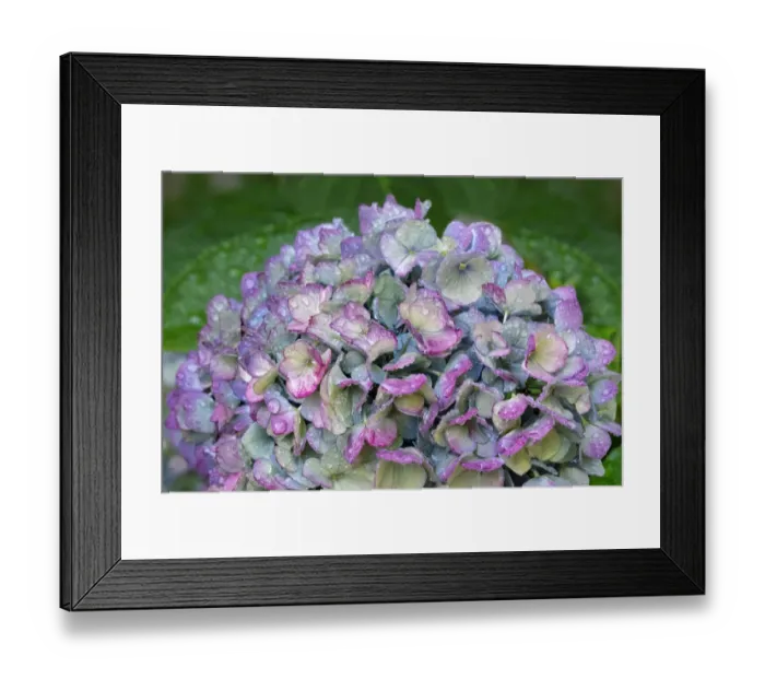 Framed Print : Blue bigleaf hydrangea Framed Print : Blue bigleaf hydrangea