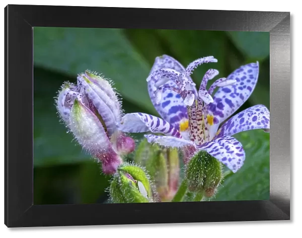 Hairy toad lily