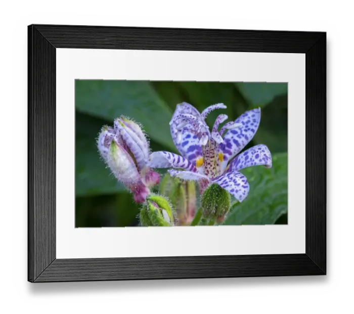 Framed Print : Hairy toad lily