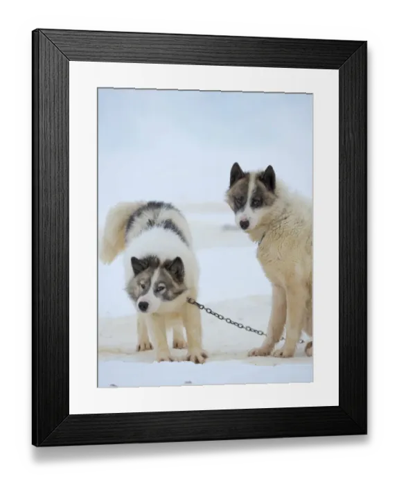 Framed Print : Sled dogs on sea ice during winter near Uummannaq in northern West Greenland beyond the Arctic Circle. Greenland, Danish territory