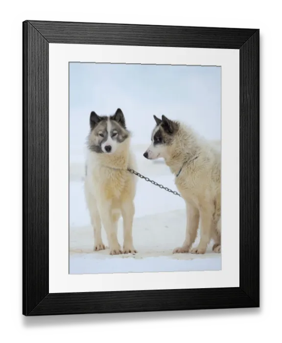 Framed Print : Sled dogs on sea ice during winter near Uummannaq in northern West Greenland beyond the Arctic Circle. Greenland, Danish territory