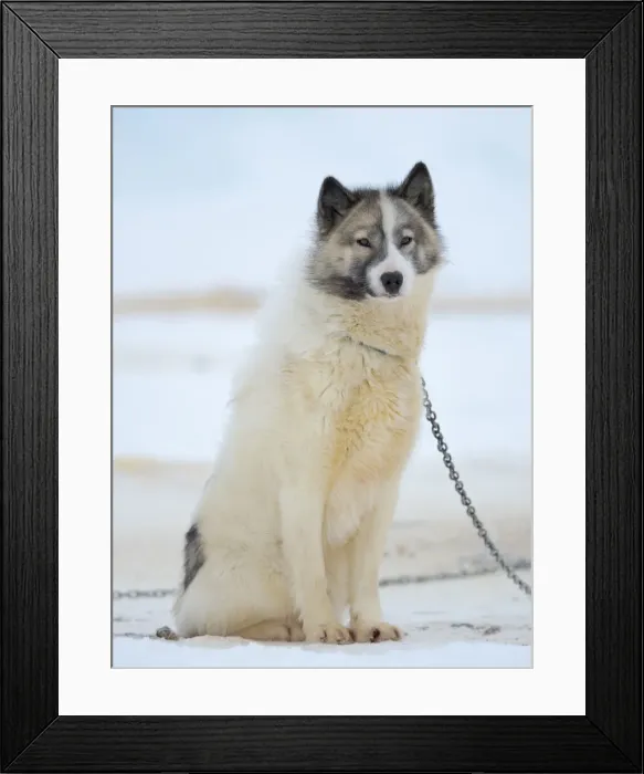 Framed Print : Sled dogs on sea ice during winter near Uummannaq in northern West Greenland beyond the Arctic Circle. Greenland, Danish territory Framed Print : Sled dogs on sea ice during winter near Uummannaq in northern West Greenland beyond the Arctic Circle. Greenland, Danish territory