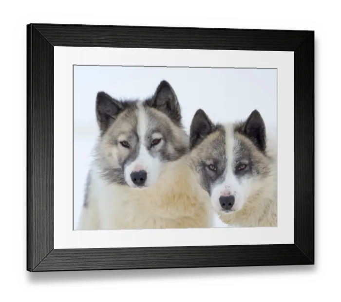 Framed Print : Sled dogs on sea ice during winter near Uummannaq in northern West Greenland beyond the Arctic Circle. Greenland, Danish territory Framed Print : Sled dogs on sea ice during winter near Uummannaq in northern West Greenland beyond the Arctic Circle. Greenland, Danish territory