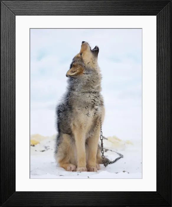 Framed Print : Sled dogs on sea ice during winter near Uummannaq in northern West Greenland beyond the Arctic Circle. Greenland, Danish territory Framed Print : Sled dogs on sea ice during winter near Uummannaq in northern West Greenland beyond the Arctic Circle. Greenland, Danish territory