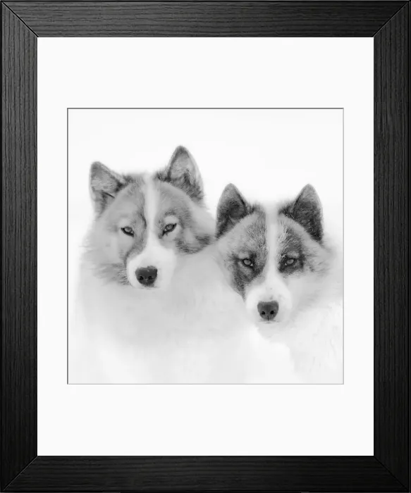 Framed Print : Sled dogs on sea ice during winter near Uummannaq in northern West Greenland beyond the Arctic Circle. Greenland, Danish territory Framed Print : Sled dogs on sea ice during winter near Uummannaq in northern West Greenland beyond the Arctic Circle. Greenland, Danish territory