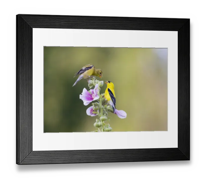 Framed Print : American goldfinch male and female on hollyhock, Marion County, Illinois Framed Print : American goldfinch male and female on hollyhock, Marion County, Illinois
