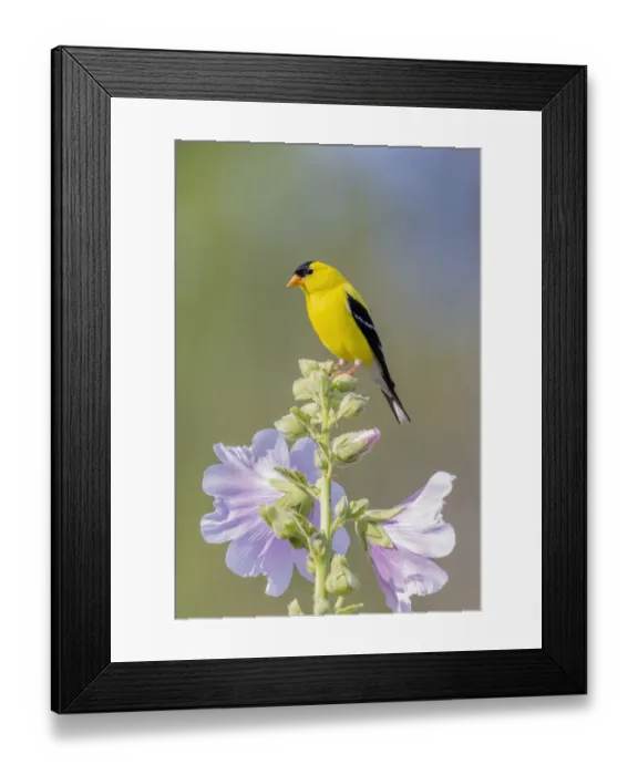 Framed Print : American goldfinch male on hollyhock, Marion County, Illinois Framed Print : American goldfinch male on hollyhock, Marion County, Illinois
