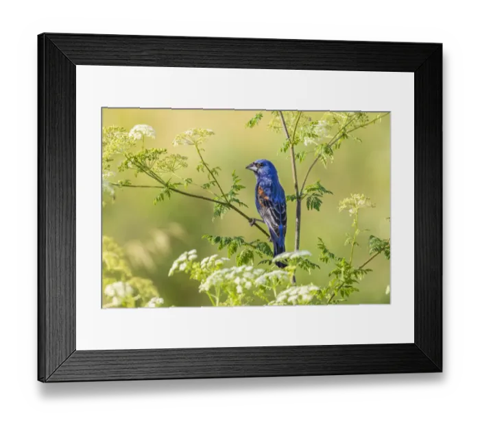 Framed Print : Blue grosbeak male perched on poison hemlock, Marion County, Illinois Framed Print : Blue grosbeak male perched on poison hemlock, Marion County, Illinois