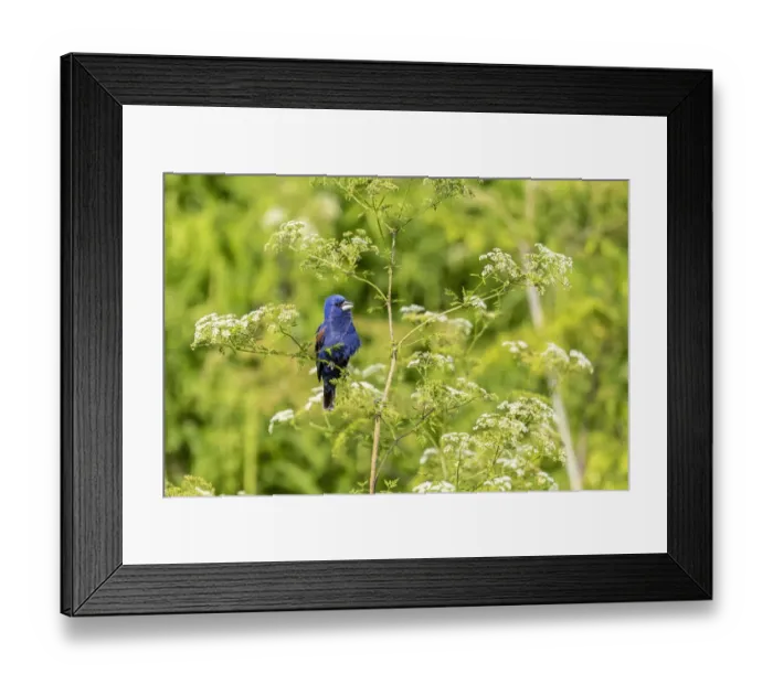 Framed Print : Blue grosbeak male perched on poison hemlock, Marion County, Illinois Framed Print : Blue grosbeak male perched on poison hemlock, Marion County, Illinois